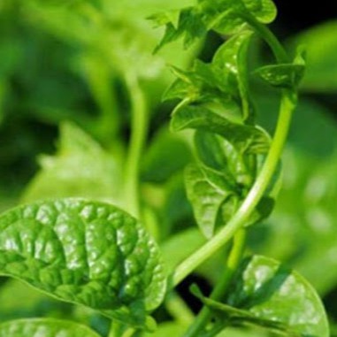 Hạt Giống Rau Mồng Tơi Hạt To Trồng Ngắn Ngày