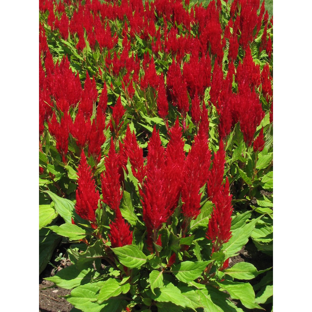 Hạt Giống Hoa Mào Gà Lửa Scarlet 500Mg