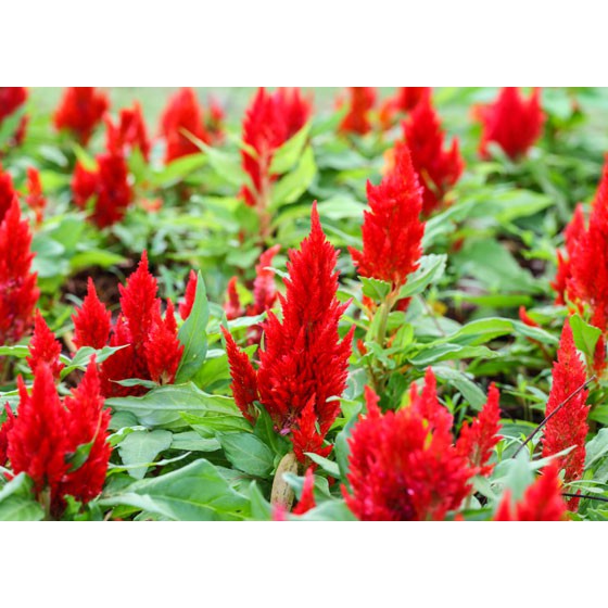 Hạt Giống Hoa Mào Gà Lửa Scarlet 500Mg