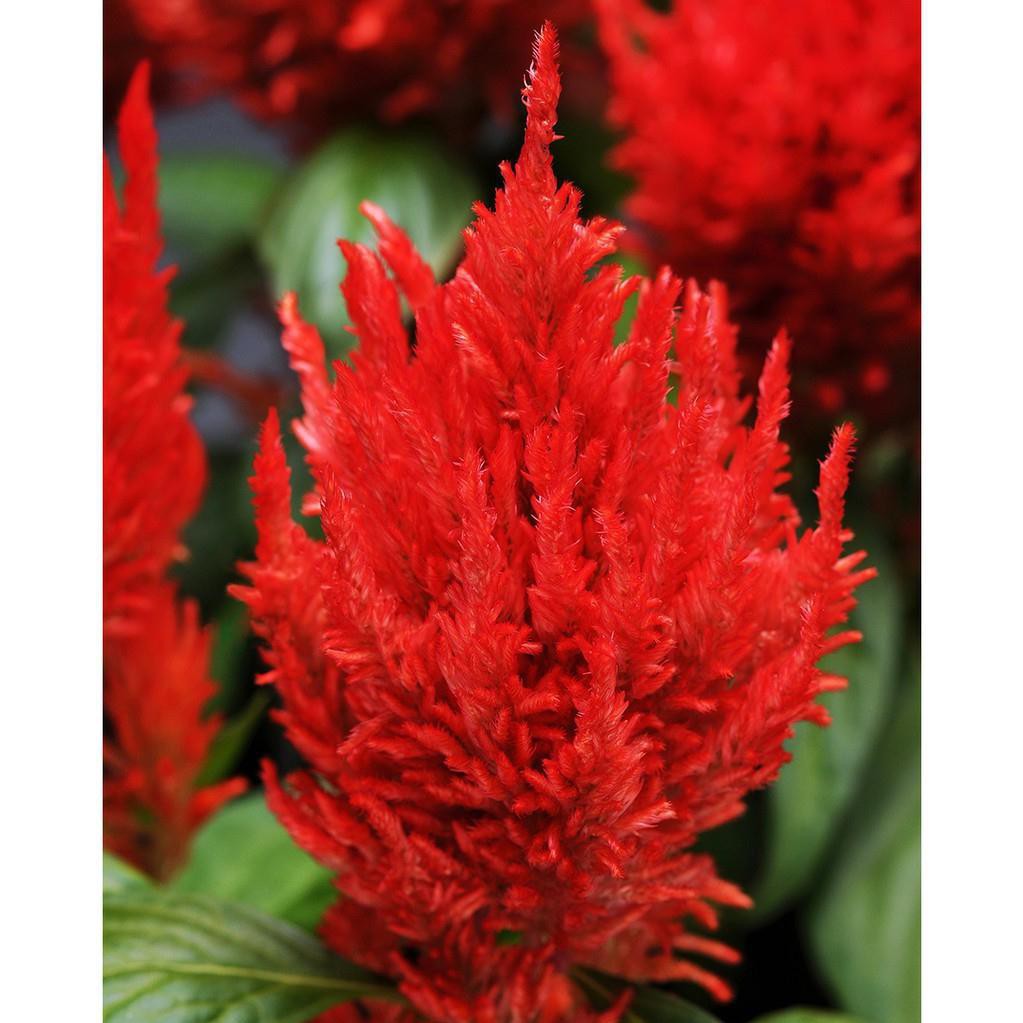 Hạt Giống Hoa Mào Gà Lửa Scarlet 500Mg