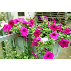 Hạt Giống Hoa Dạ Yên Thảo F1 Rũ Hồng 5H