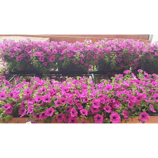 Hạt Giống Hoa Dạ Yên Thảo F1 Rũ Hồng 5H