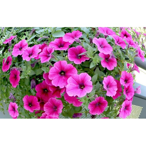 Hạt Giống Hoa Dạ Yên Thảo F1 Rũ Hồng 5H