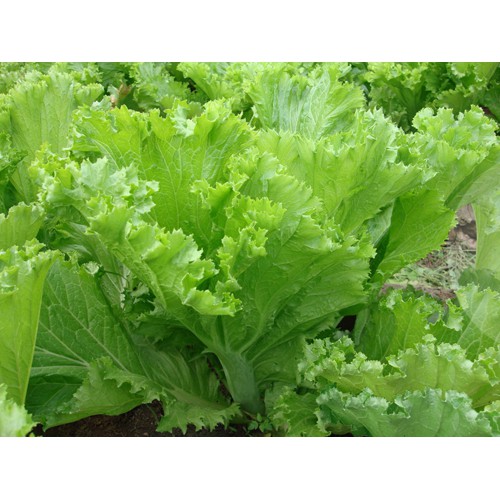 Hạt Giống Cải Bẹ Mào Gà 20G