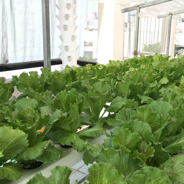 Hạt Giống Cải Bẹ Mào Gà 20G