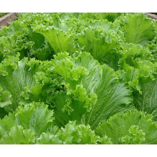 Hạt Giống Cải Bẹ Mào Gà 20G