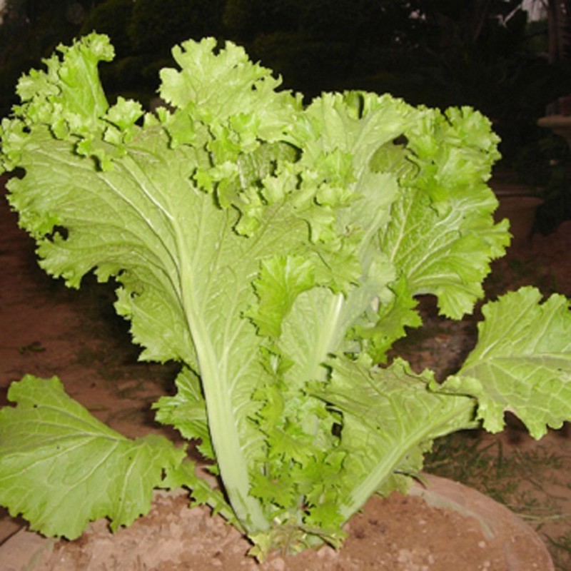 Hạt Giống Cải Bẹ Mào Gà 20G