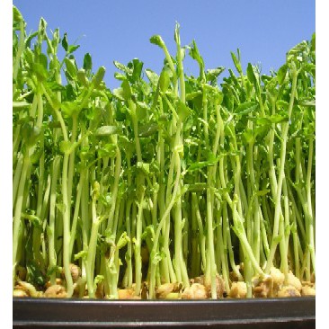 Hạt Giống Rau Mầm Đậu Hà Lan 50G