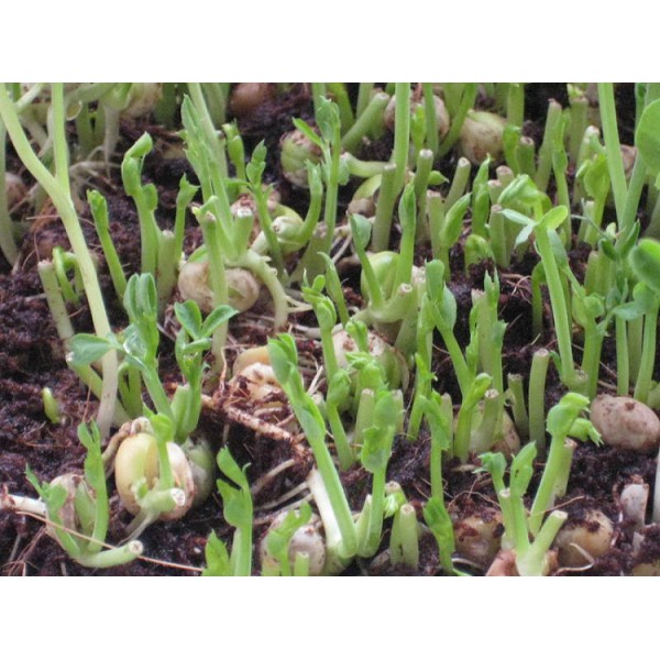 Hạt Giống Rau Mầm Đậu Hà Lan 50G