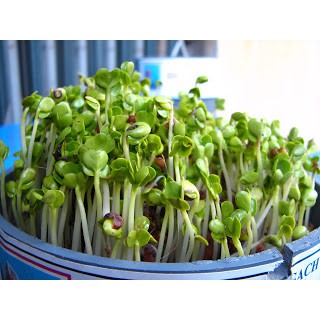 Hạt Giống Rau Mầm Đậu Hà Lan 50G