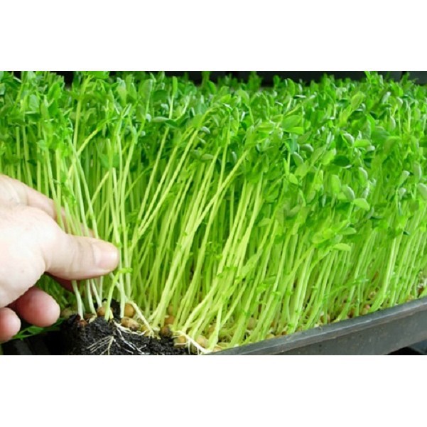 Hạt Giống Rau Mầm Đậu Hà Lan 50G