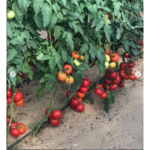 Hạt Giống Cà Chua Bi Trồng Chậu 100Mg
