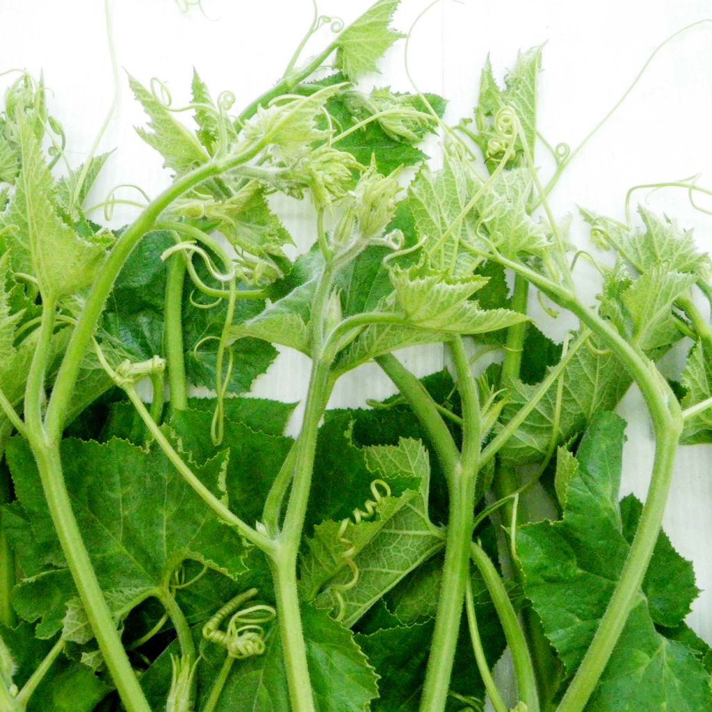 Hạt Giống Bí Ăn Ngọn 20G