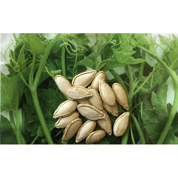 Hạt Giống Bí Ăn Ngọn 20G