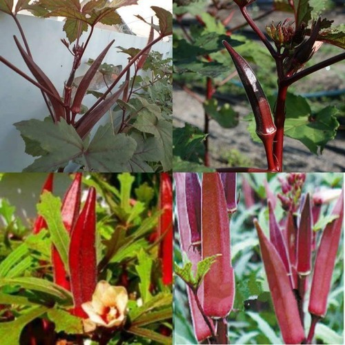 Hạt Giống Đậu Bắp Đỏ Tím 5G