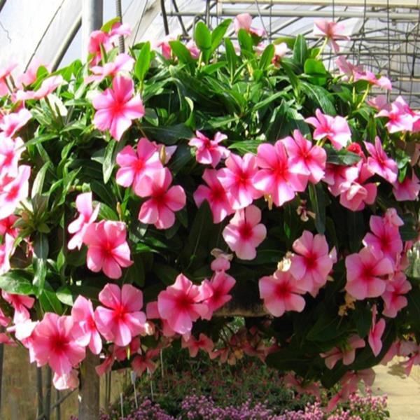 Dung Dịch Thủy Canh Rau Ăn Quả Hydro Umat F (Bộ 2 Chai)