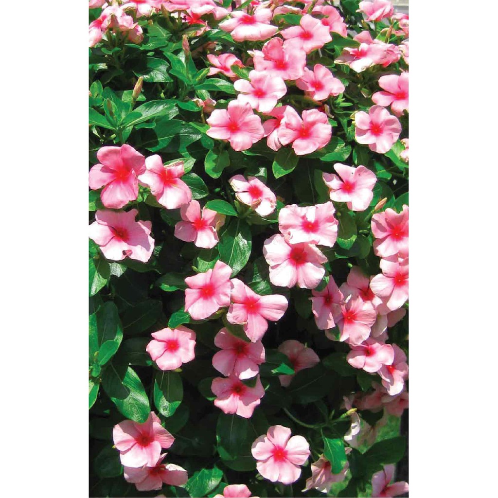 Dung Dịch Thủy Canh Rau Ăn Quả Hydro Umat F (Bộ 2 Chai)