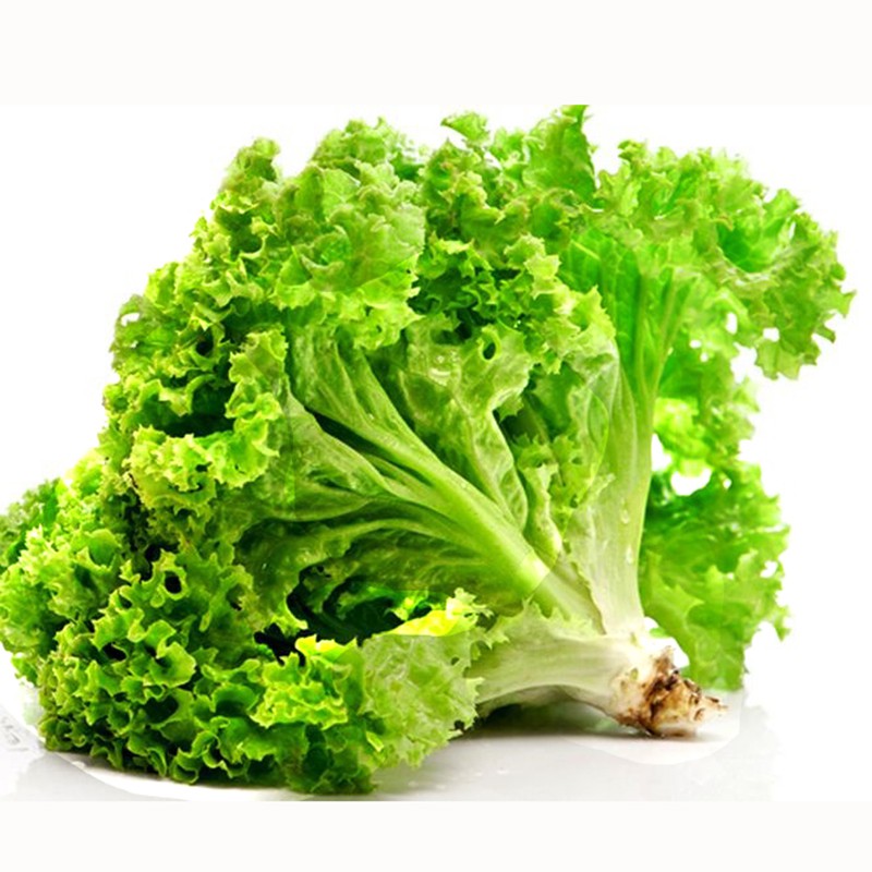 Hạt Giống Xà Lách Xoăn Cao Sản