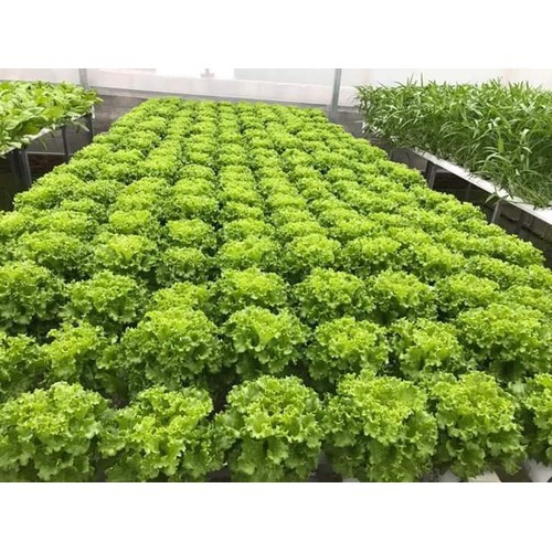 Hạt Giống Xà Lách Xoăn Cao Sản