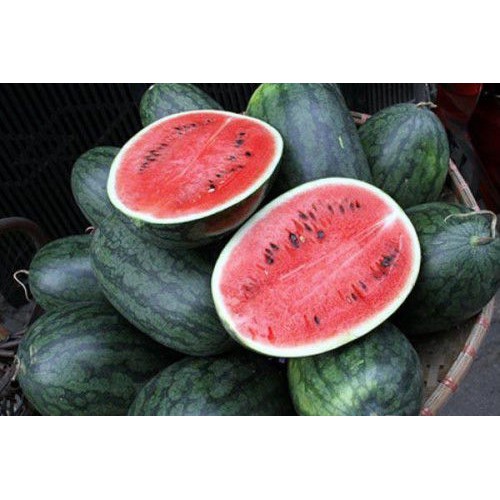 Hạt Giống Dưa Hấu F1 1G