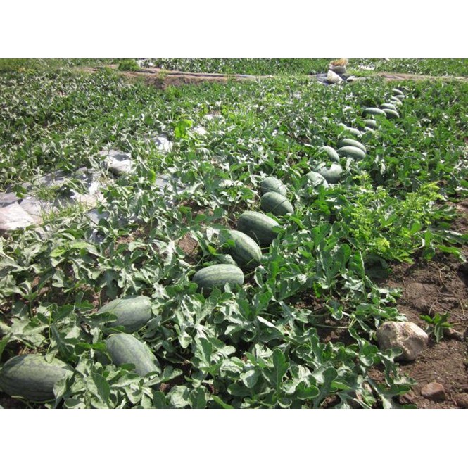 Hạt Giống Dưa Hấu F1 1G