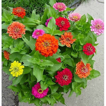 Hạt Giống Hoa Cúc Lá Nhám Mix 1G