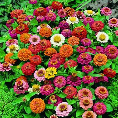 Hạt Giống Hoa Cúc Lá Nhám Mix 1G