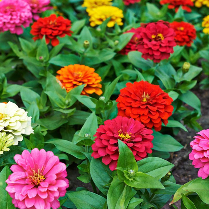 Hạt Giống Hoa Cúc Lá Nhám Mix 1G