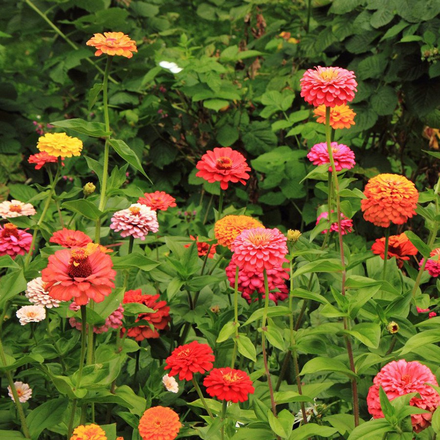 Hạt Giống Hoa Cúc Lá Nhám Mix 1G