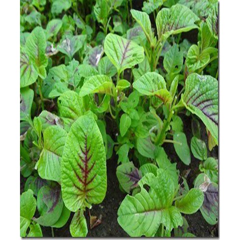 Hạt Giống Rau Dền Tiều