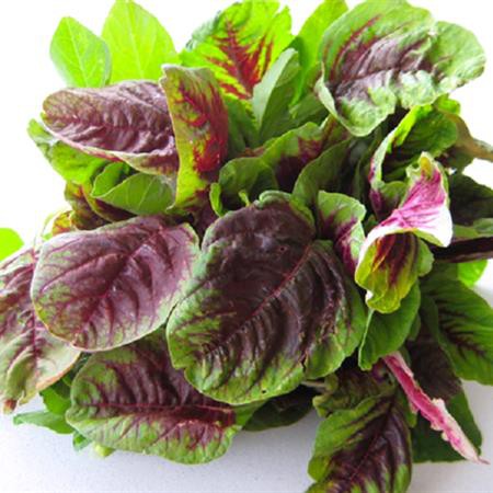 Hạt Giống Rau Dền Tiều