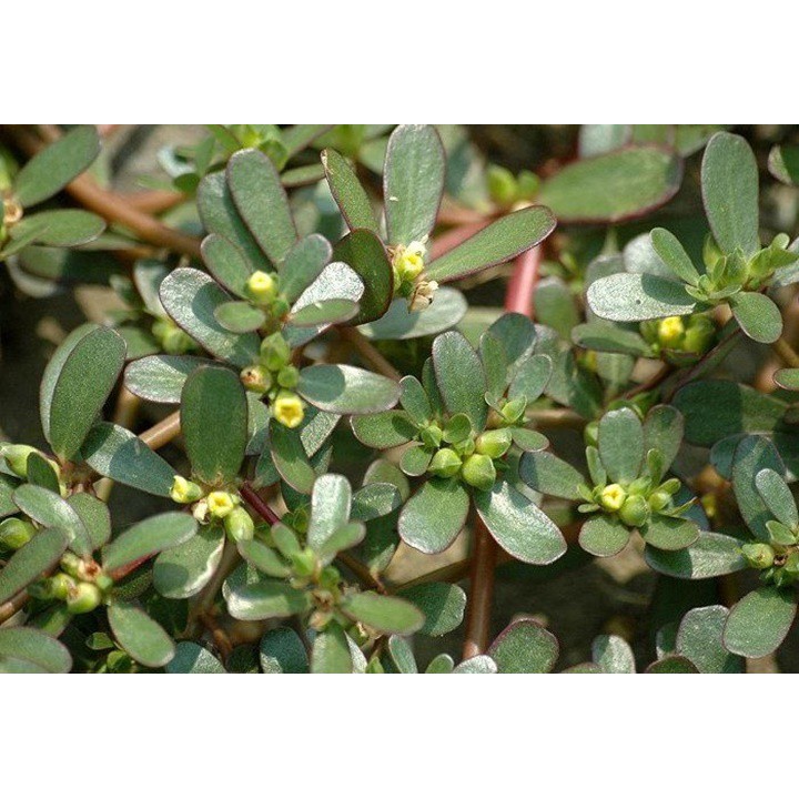 Hạt Giống Rau Sam 2G