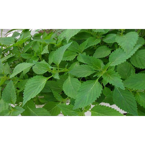 Hạt Giống Rau Kinh Giới 2G