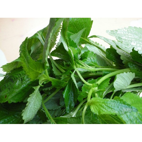 Hạt Giống Rau Kinh Giới 2G