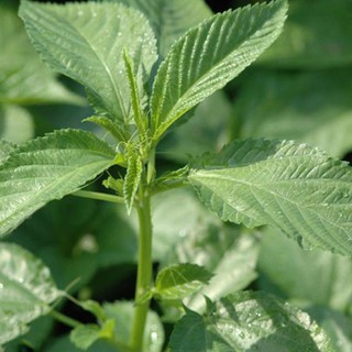 Hạt Giống Rau Đay Trắng 20G