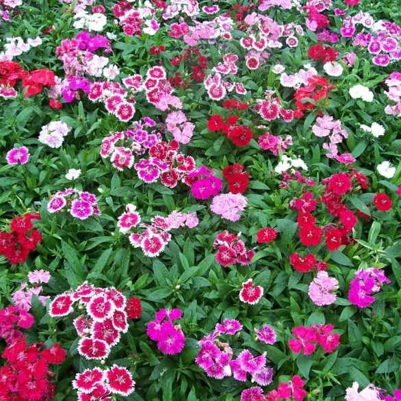 Hạt Giống Hoa Cẩm Chướng Đơn Telstar Mix 10H