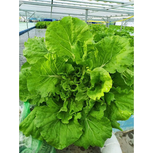 Hạt Giống Cải Bẹ Dún