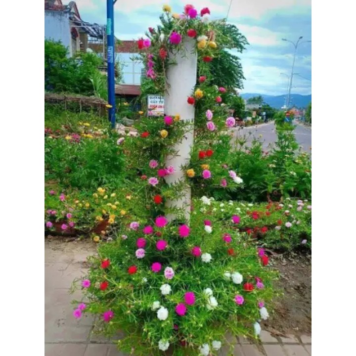 Hạt Giống Hoa Mười Giờ Kép Mix 50H