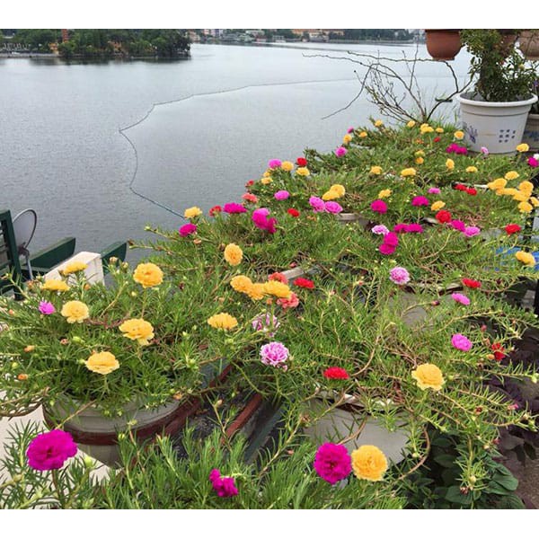 Hạt Giống Hoa Mười Giờ Kép Mix 50H