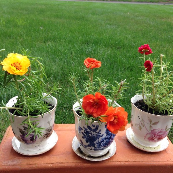 Hạt Giống Hoa Mười Giờ Kép Mix 50H