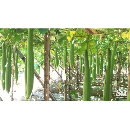 Hạt Giống Mướp Hương Trái Dài 1G