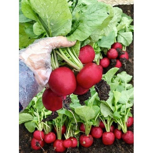 Hạt Giống Củ Cải Đỏ Tròn 5G