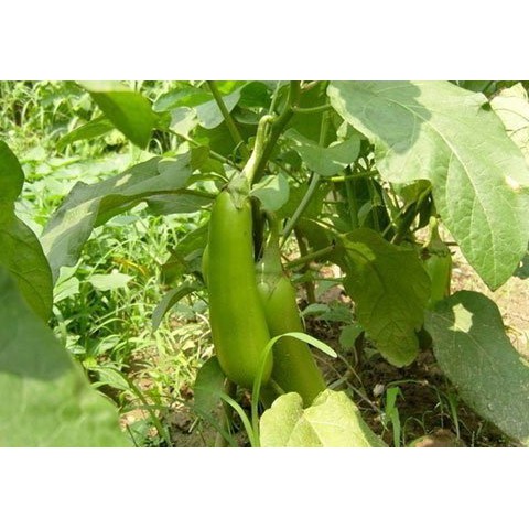 Hạt Giống Cà Xanh 200Mg