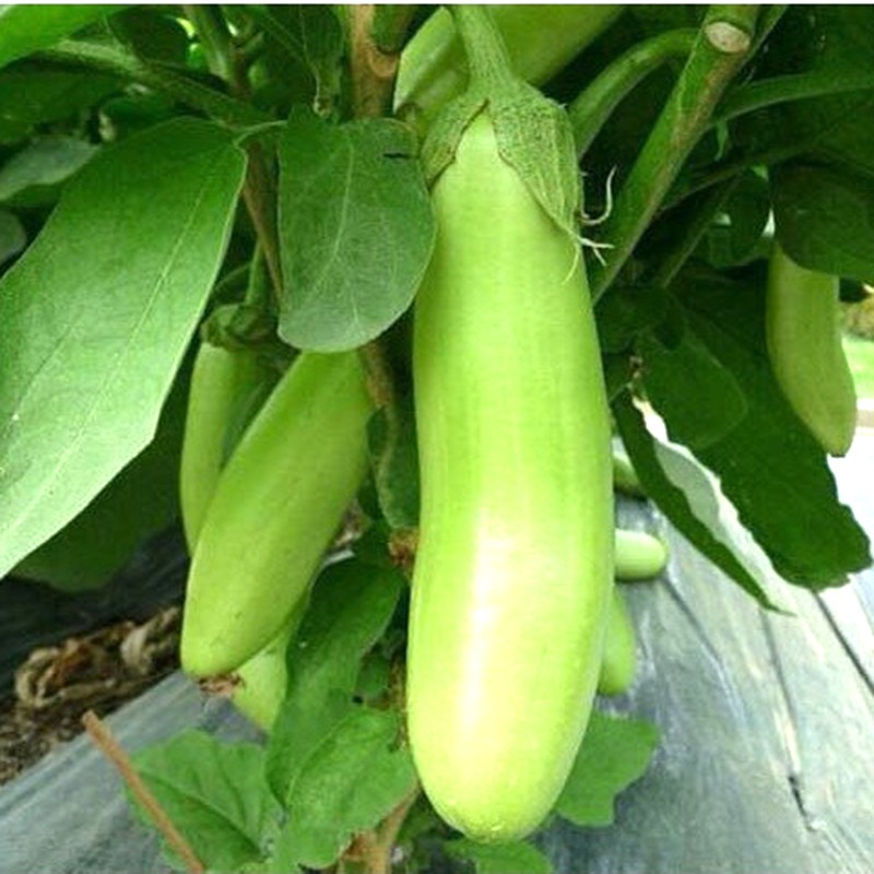 Hạt Giống Cà Xanh 200Mg