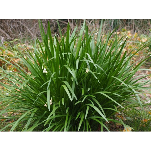 Hạt Giống Hẹ Cao Sản 2G