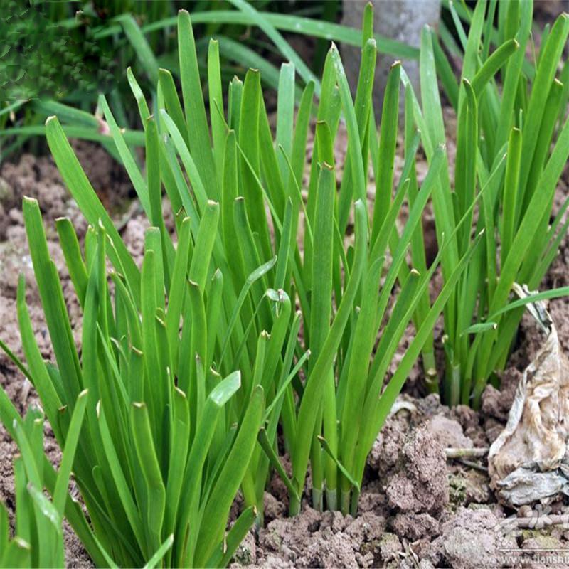 Hạt Giống Hẹ Cao Sản 2G