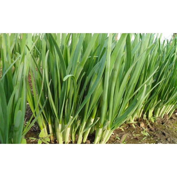 Hạt Giống Hẹ Cao Sản 2G