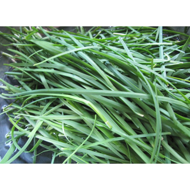 Hạt Giống Hẹ Cao Sản 2G