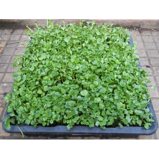 Hạt Giống Cải Xoong Mỹ 1G