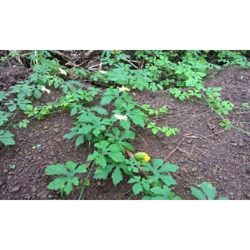 Hạt Giống Khổ Qua Rừng (Mướp Đắng) 1G